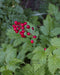 Red Baneberry