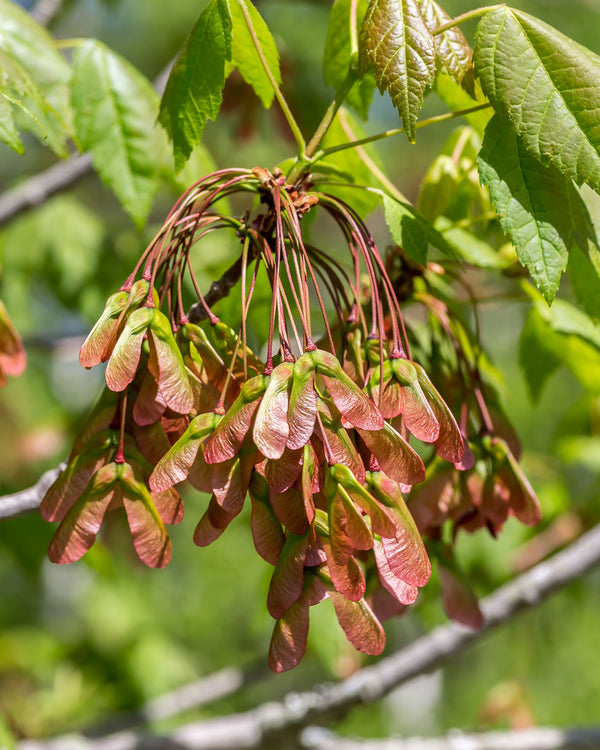 Red Maple