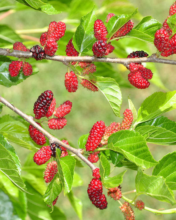 Red Mulberry