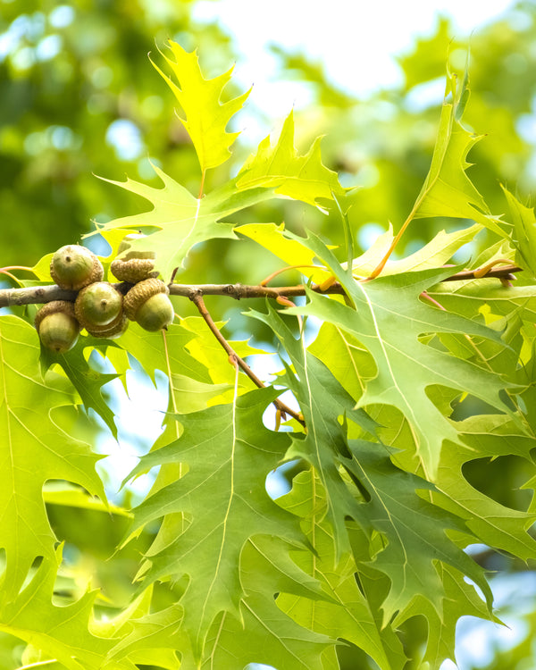 Red Oak