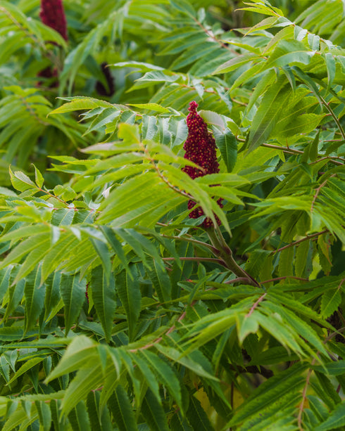 Staghorn Sumac