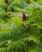 Staghorn Sumac