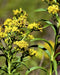 Riddell's Goldenrod