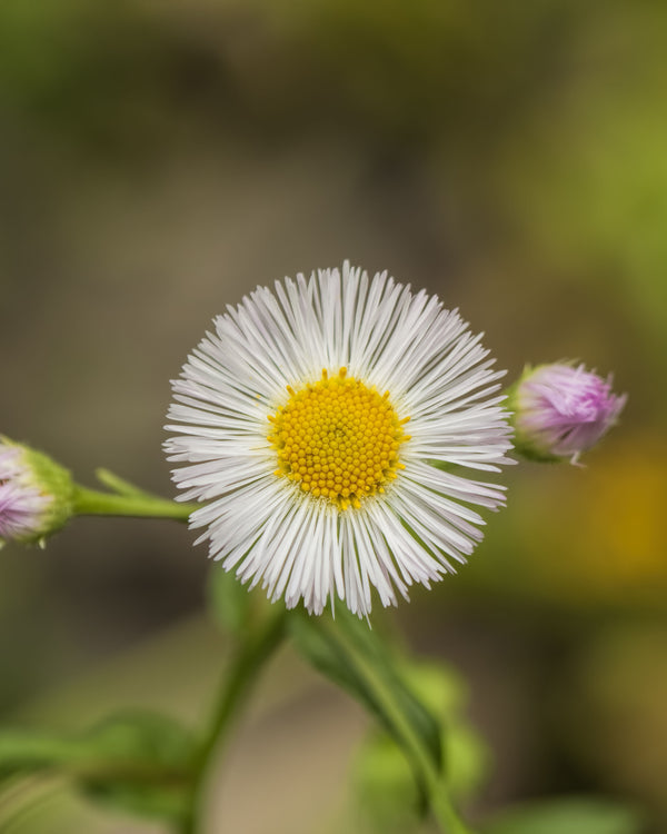 Robin's Plantain