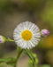 Robin's Plantain