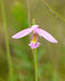 Rose Pogonia