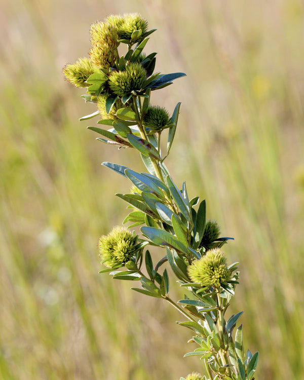 Round-headed Bush Clover
