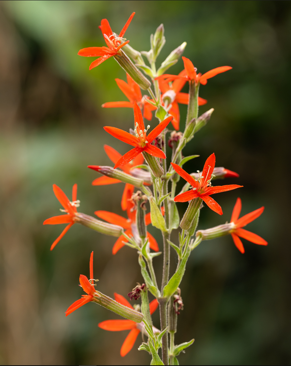 Royal Catchfly