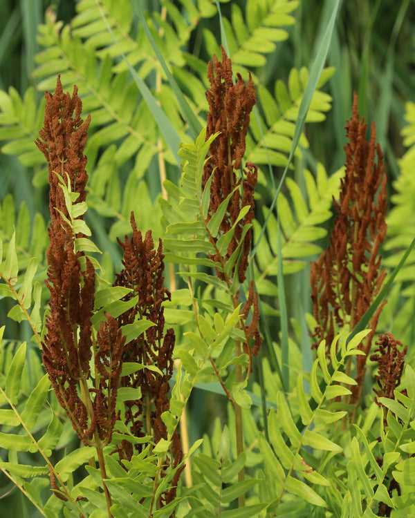 Royal Fern