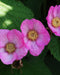 Purple Flowering Raspberry