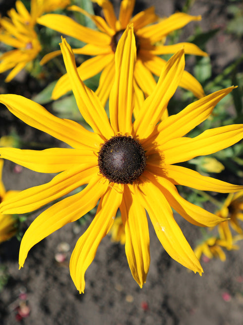 Orange Coneflower