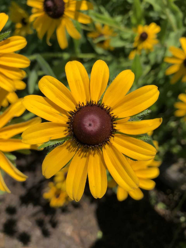 Black-eyed Susan