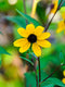 Brown-eyed Susan