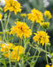Cutleaf Coneflower