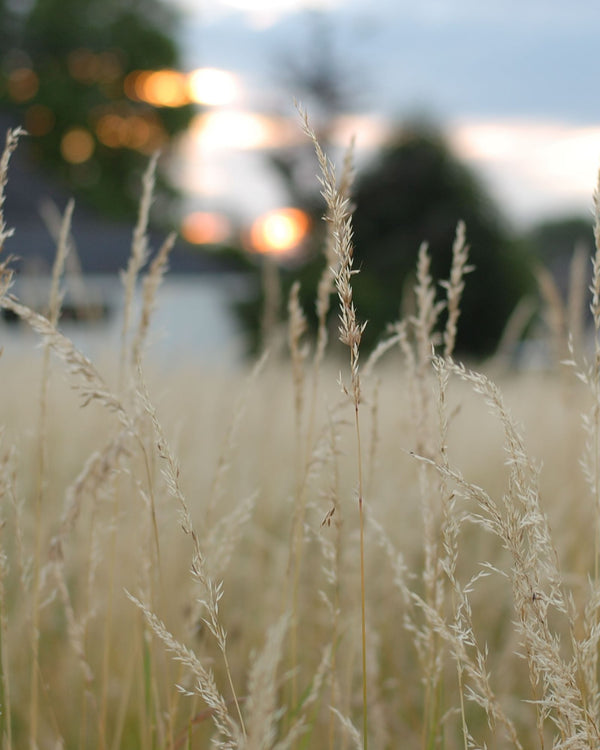 Sand Dropseed