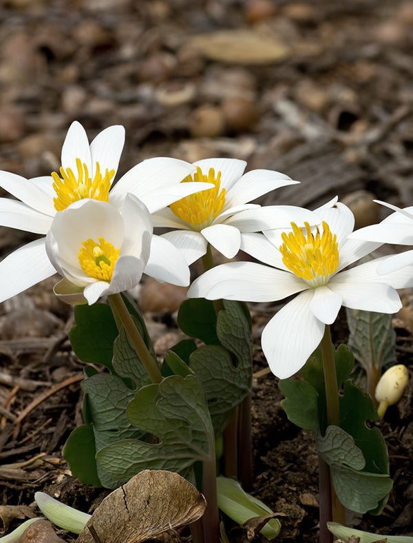 Bloodroot