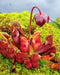 Northern Pitcher Plant