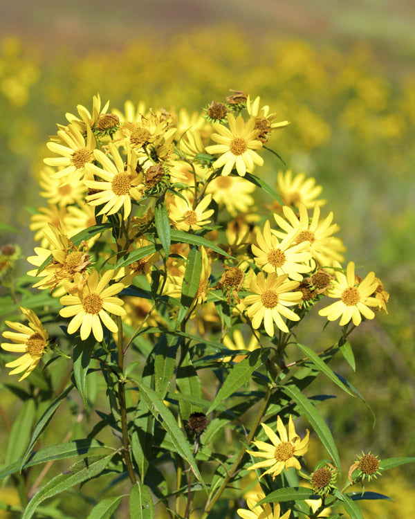 Saw-tooth Sunflower