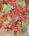 Scarlet Oak