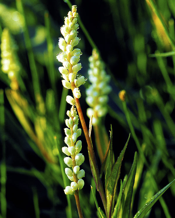 Seneca Snakeroot