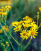 Golden Groundsel