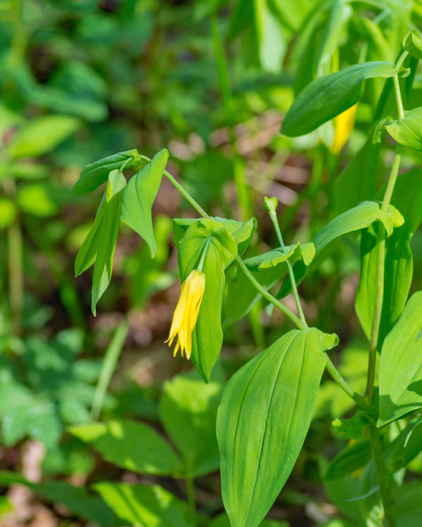 Sessile-leaf Bellwort