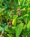Sessile-leaf Bellwort