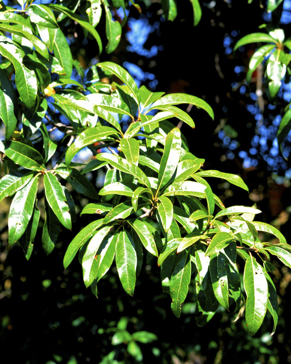 Shingle Oak
