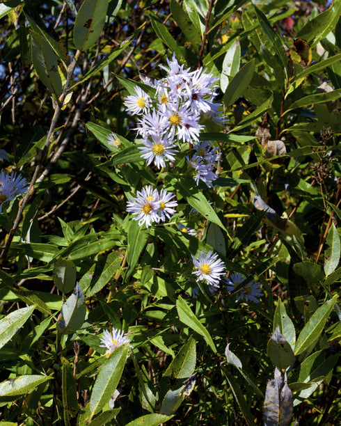 Shining Aster