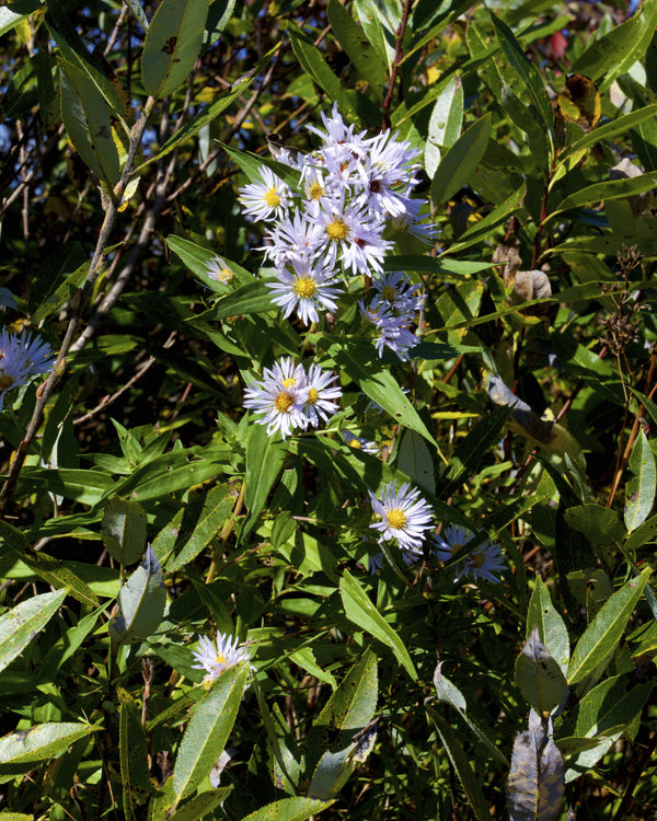 Shining Aster