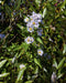 Shining Aster