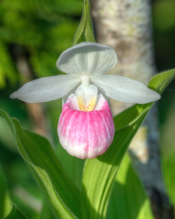 Showy Lady's Slipper