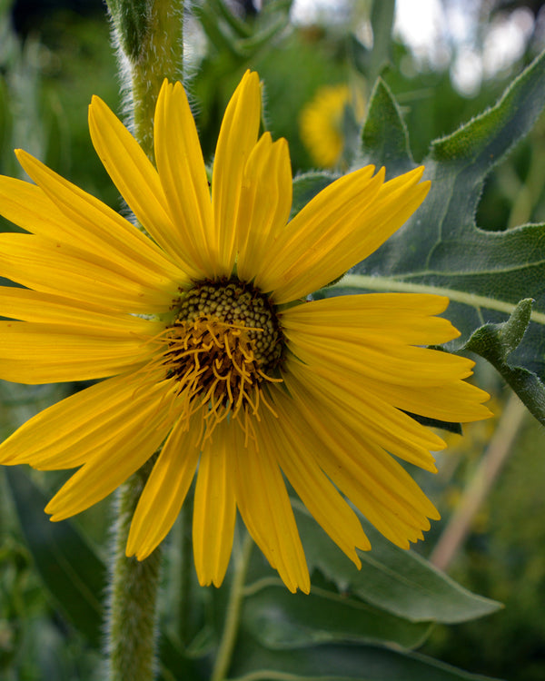 Compass Plant