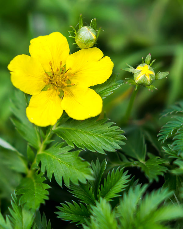 Silverweed
