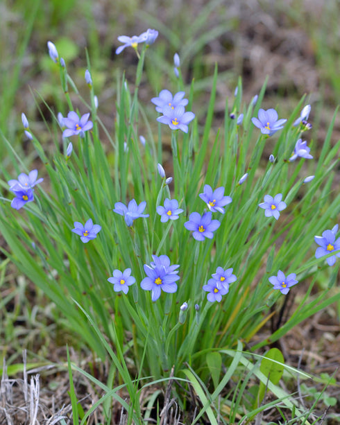 Common Blue-eyed Grass