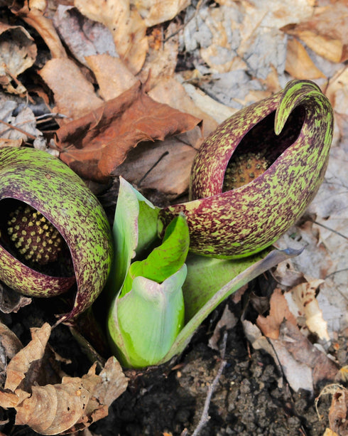 Skunk Cabbage