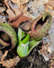 Skunk Cabbage