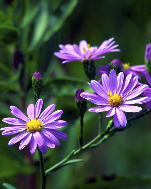 Sky Blue Aster