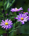 Sky Blue Aster