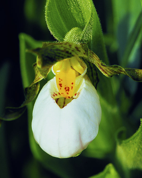 Small White Lady's Slipper