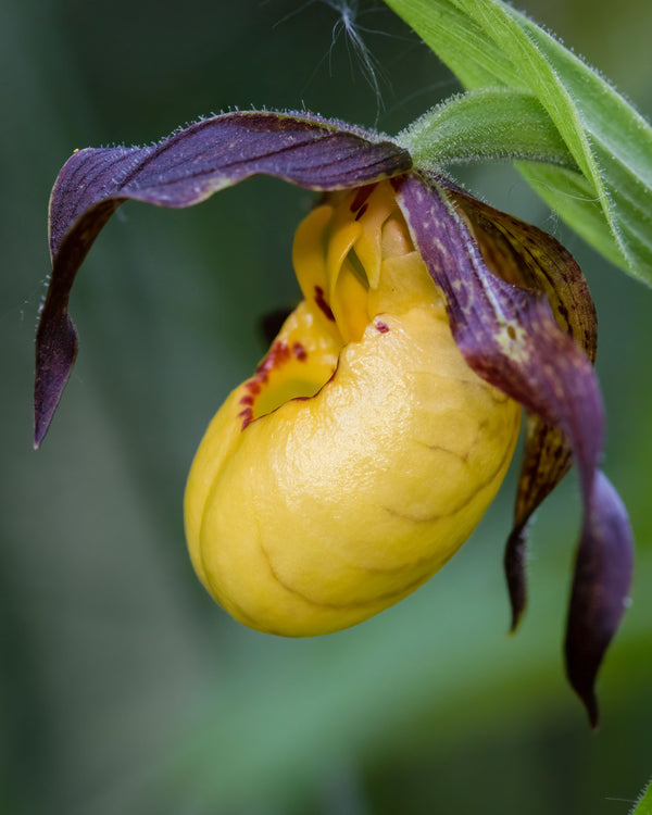 Small Yellow Lady's Slipper