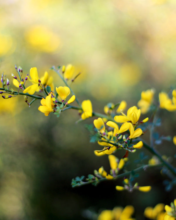 Small Yellow Wild Indigo