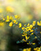 Small Yellow Wild Indigo