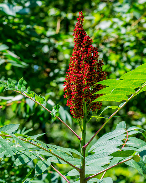 Smooth Sumac