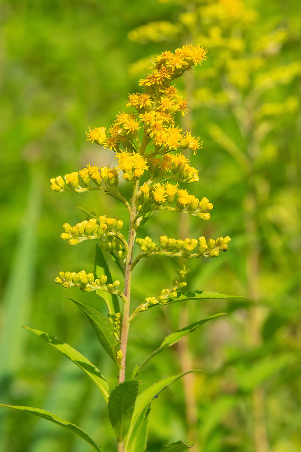 Early Goldenrod