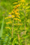 Early Goldenrod
