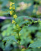 Zig Zag Goldenrod