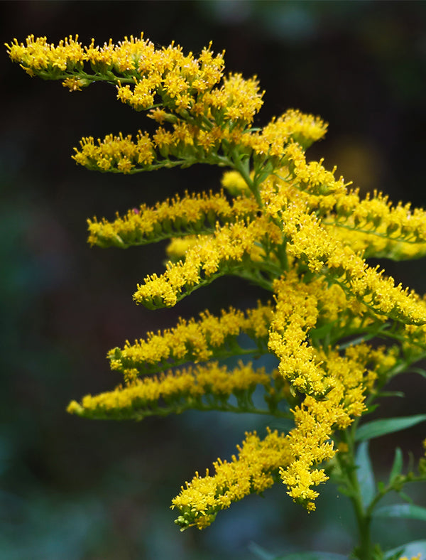 Late Goldenrod