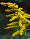 Late Goldenrod
