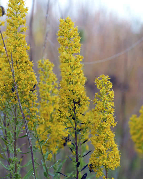 Showy Goldenrod